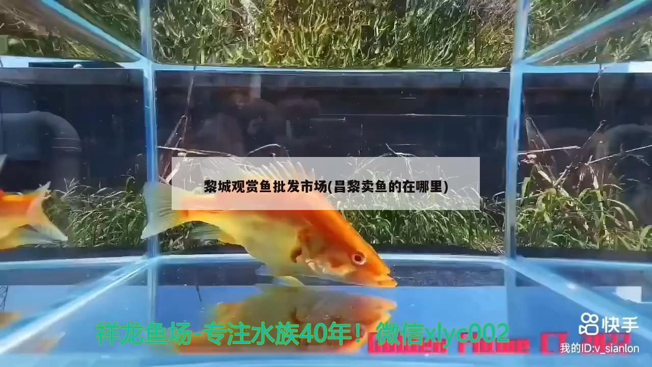 黎城觀賞魚批發市場(<strong><mark>昌黎</mark></strong>賣魚的在哪里)（黎城觀賞魚批發市場）