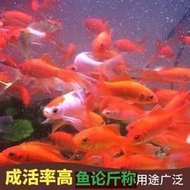金龍魚和金魚的價格差異大嗎（20-30公分龍魚飼養技巧與注意事項） 金龍魚和金魚的價格差異大嗎（20-30公分龍魚飼養技巧與注意事項） 龍魚百科 第15張