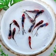 金龍魚和金魚的價格差異大嗎（20-30公分龍魚飼養技巧與注意事項） 金龍魚和金魚的價格差異大嗎（20-30公分龍魚飼養技巧與注意事項） 龍魚百科 第14張