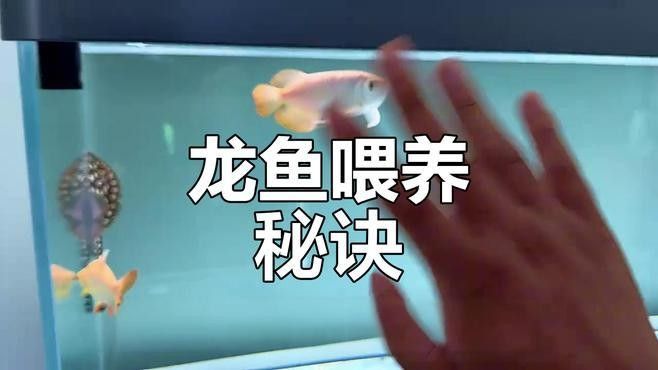 金龍魚和金魚的價格差異大嗎（20-30公分龍魚飼養技巧與注意事項） 金龍魚和金魚的價格差異大嗎（20-30公分龍魚飼養技巧與注意事項） 龍魚百科 第8張