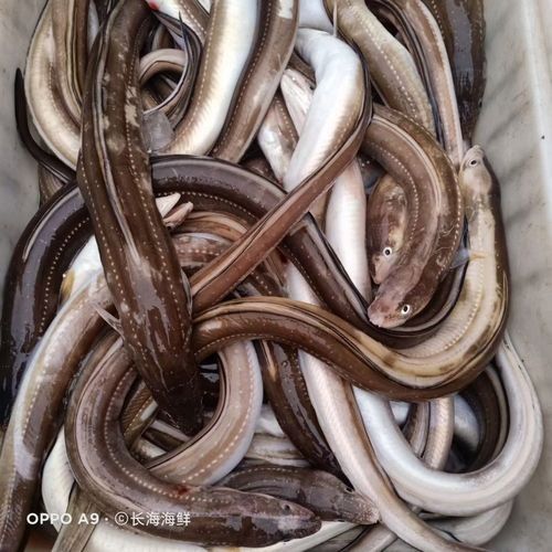 長海金龍魚（長海金龍魚品牌下的主要產品有哪些長海金龍魚品牌有哪些）