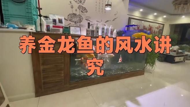 魚缸一條龍魚一條招財（魚缸一條龍魚一條招財貓魚能和銀龍魚混養嗎警途映初心） 魚缸一條龍魚一條招財（魚缸一條龍魚一條招財貓魚能和銀龍魚混養嗎警途映初心） 觀賞魚百科 第1張