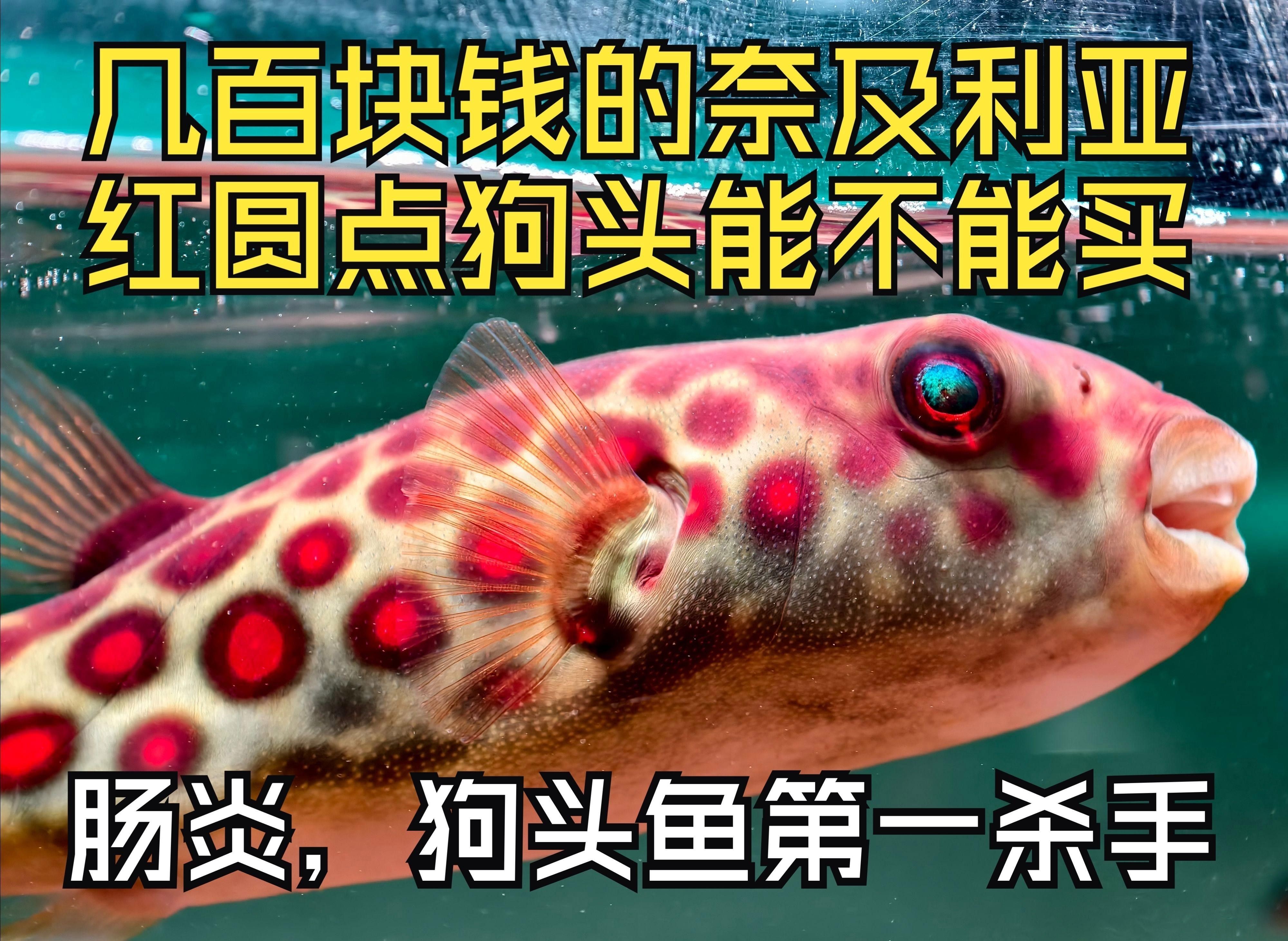 奈及利亞紅圓點(diǎn)狗頭魚(yú)（奈及利亞紅圓點(diǎn)狗頭魚(yú):曾經(jīng)的“豪門魚(yú)”現(xiàn)在也能買得起）
