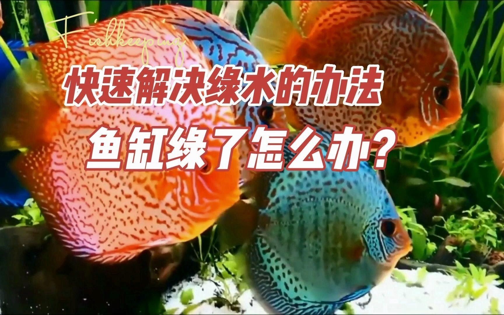 養魚缸水發綠色要怎么處理（ipoppy_魚缸水發綠了怎么解決） 養魚缸水發綠色要怎么處理（ipoppy_魚缸水發綠了怎么解決） 觀賞魚百科 第4張
