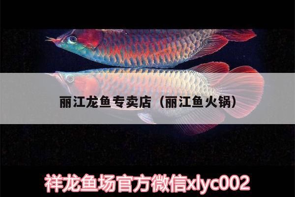 麗江龍魚專賣店（麗江魚火鍋）（麗江龍魚專賣店） 麗江龍魚專賣店（麗江魚火鍋）（麗江龍魚專賣店） 觀賞魚百科
