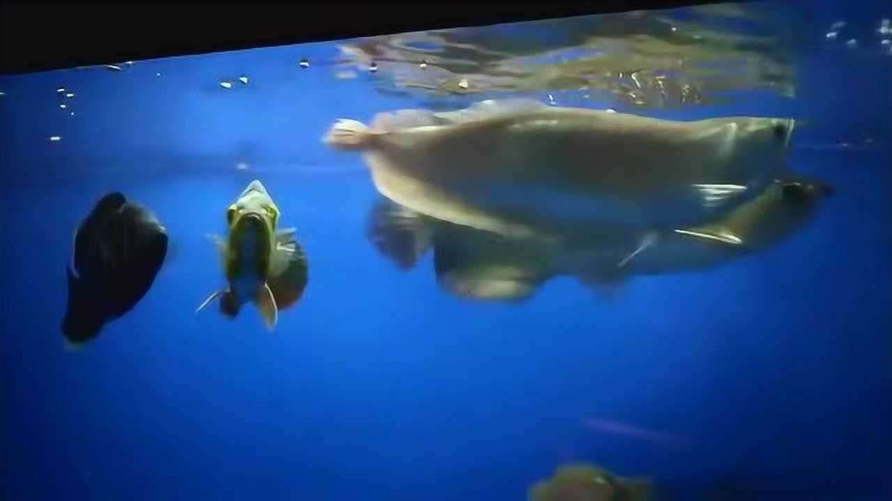 金龍魚食欲不好怎么回事（金龍魚食欲不好怎么辦） 金龍魚食欲不好怎么回事（金龍魚食欲不好怎么辦） 觀賞魚百科 第2張