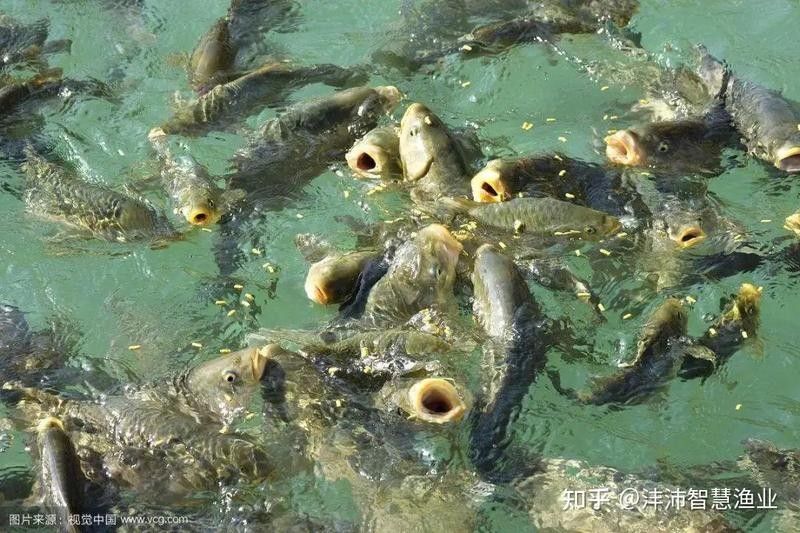 金龍魚食欲不好怎么回事（金龍魚食欲不好怎么辦） 金龍魚食欲不好怎么回事（金龍魚食欲不好怎么辦） 觀賞魚百科 第6張