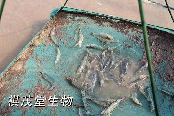 魚鰓上有水泡是什么原因（魚鰓上長水泡是什么原因引起的） 魚鰓上有水泡是什么原因（魚鰓上長水泡是什么原因引起的） 觀賞魚百科 第8張
