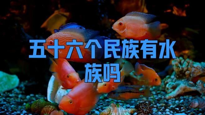 水族是56個民族之一嗎（水族是中國56個民族之一） 水族是56個民族之一嗎（水族是中國56個民族之一） 觀賞魚百科 第4張