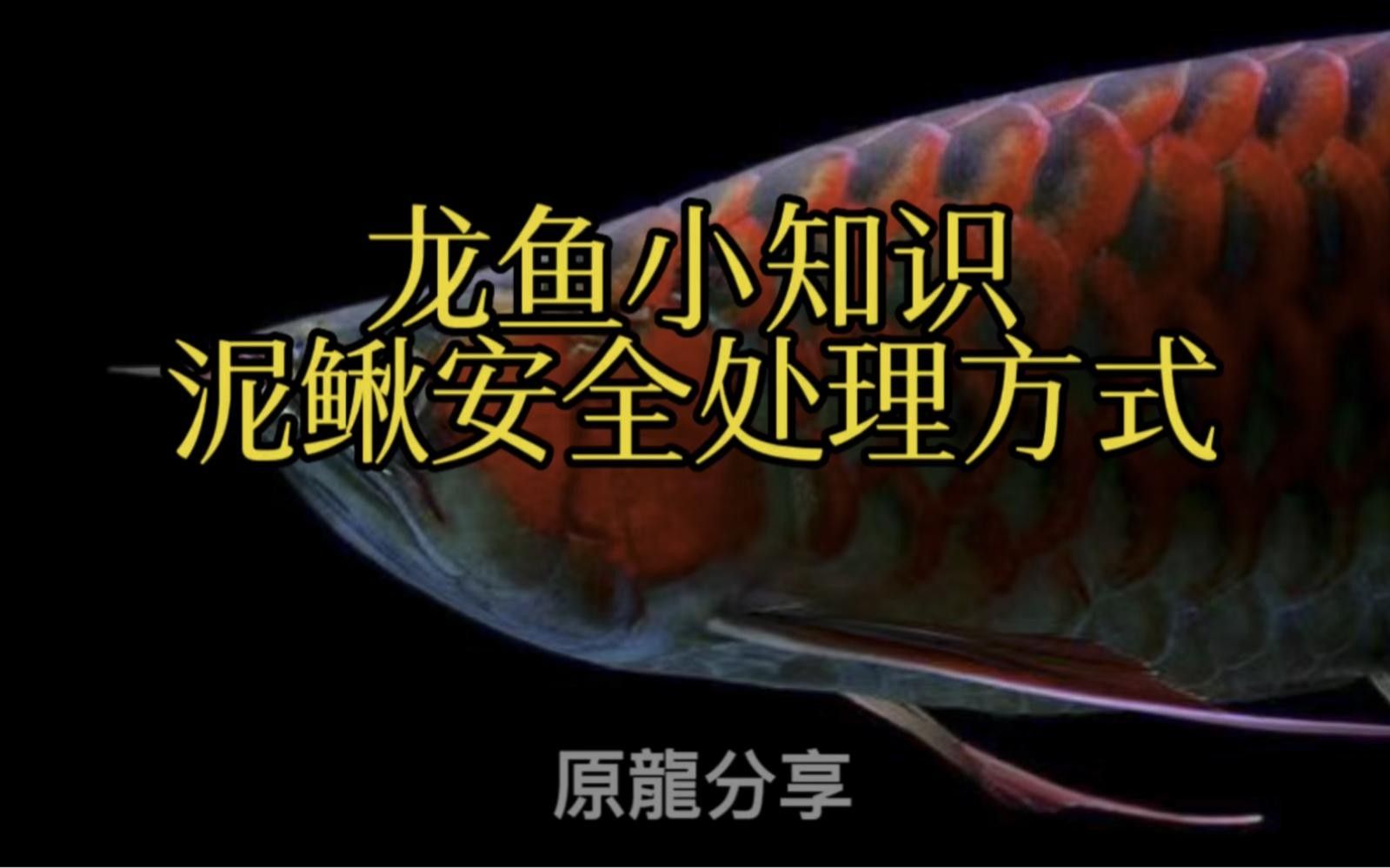泥鰍給龍魚(yú)吃怎么消毒（鰍給龍魚(yú)吃時(shí)消毒是非常重要的步驟以確保龍魚(yú)健康和安全）