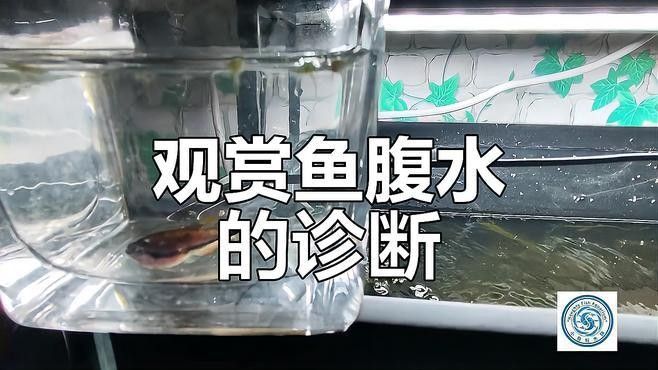 如何判斷雷龍魚是否患有腹水病（怎樣判斷雷龍魚是否患有腹水病？） 如何判斷雷龍魚是否患有腹水病（怎樣判斷雷龍魚是否患有腹水病？） 龍魚百科 第1張
