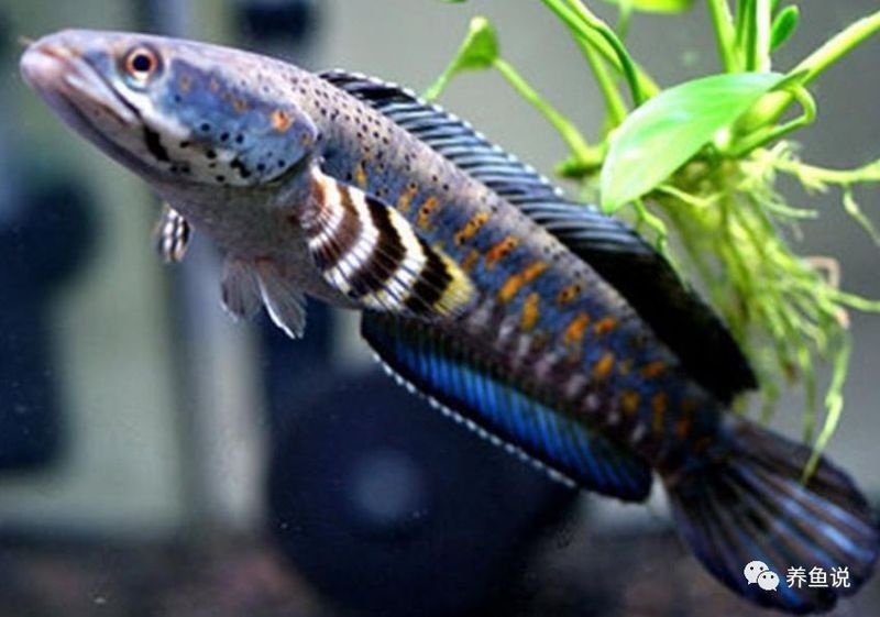 幻彩紅寶石雷龍魚多久喂一次？（幻彩紅寶石雷龍魚喂食量多少合適） 幻彩紅寶石雷龍魚多久喂一次？（幻彩紅寶石雷龍魚喂食量多少合適） 龍魚百科 第4張