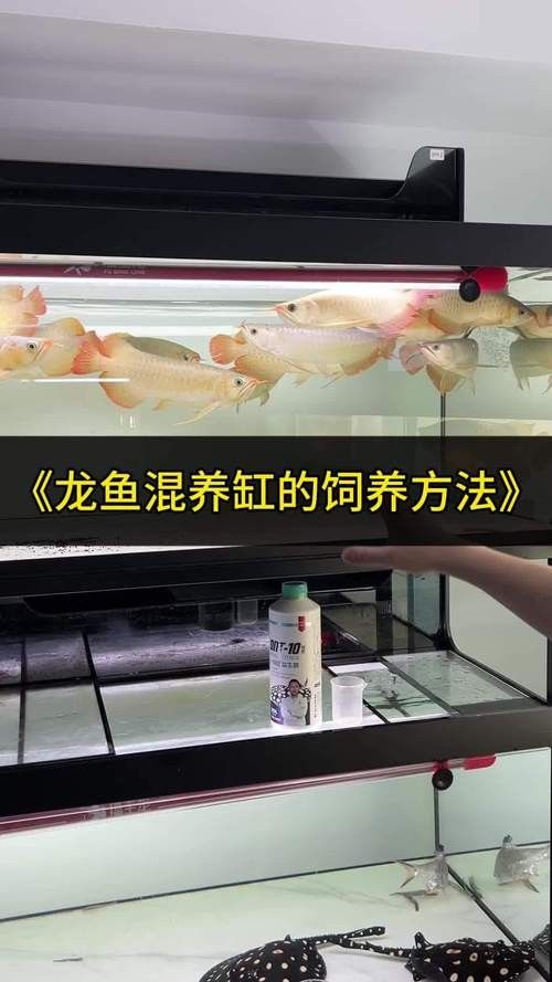 白水紅龍魚（白水紅龍魚和白水紅龍魚有什么區別？）