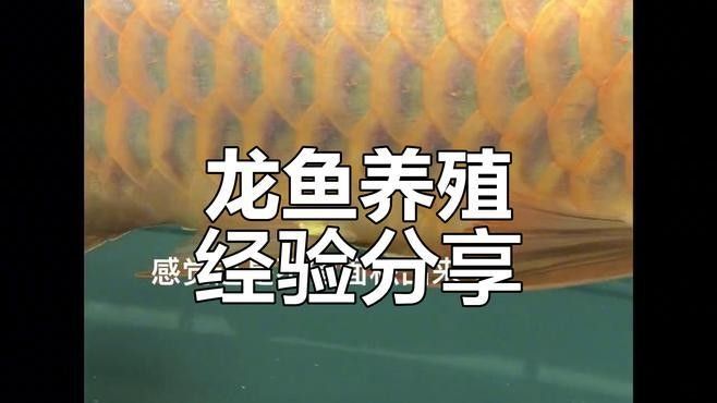 如何逐步過渡龍魚至白色背景 如何逐步過渡龍魚至白色背景 龍魚百科 第1張