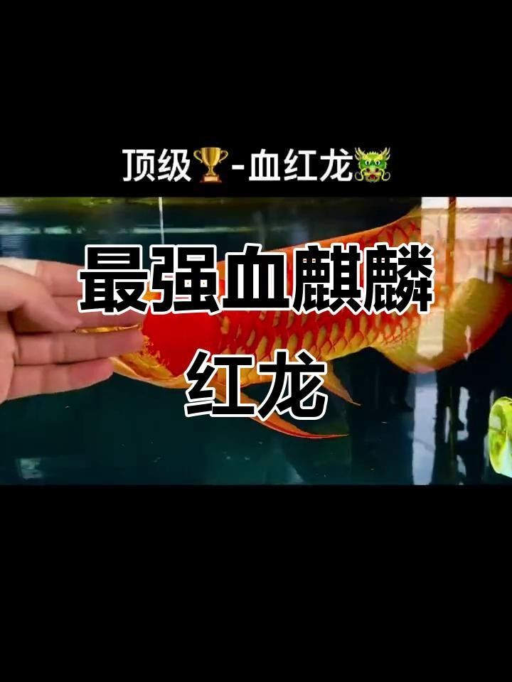 超血紅龍和血麒麟紅龍的區(qū)別