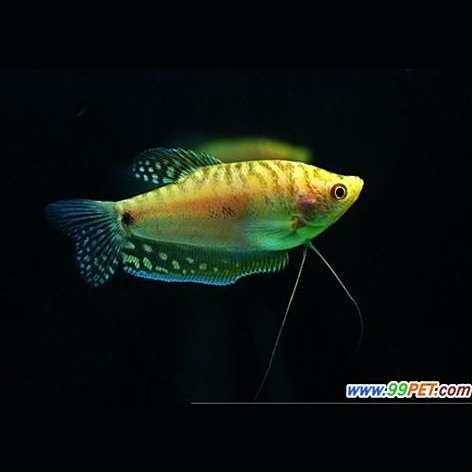 金曼龍魚繁殖周期是多久？（實拍曼龍魚繁殖和魚卵孵化全過程,長見識啦!） 金曼龍魚繁殖周期是多久？（實拍曼龍魚繁殖和魚卵孵化全過程,長見識啦!） 龍魚百科 第4張