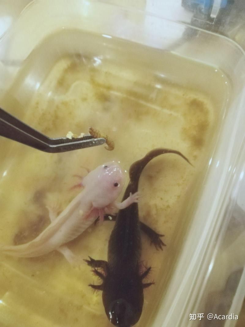 六角恐龍魚互動的最佳時機是什么時候（六角恐龍魚如何互動）