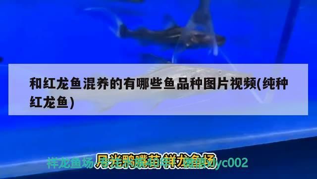 和紅龍魚混養的有哪些魚品種圖片視頻(純種紅龍魚)（和紅龍魚混養的有哪些魚品種） 和紅龍魚混養的有哪些魚品種圖片視頻(純種紅龍魚)（和紅龍魚混養的有哪些魚品種） 觀賞魚百科