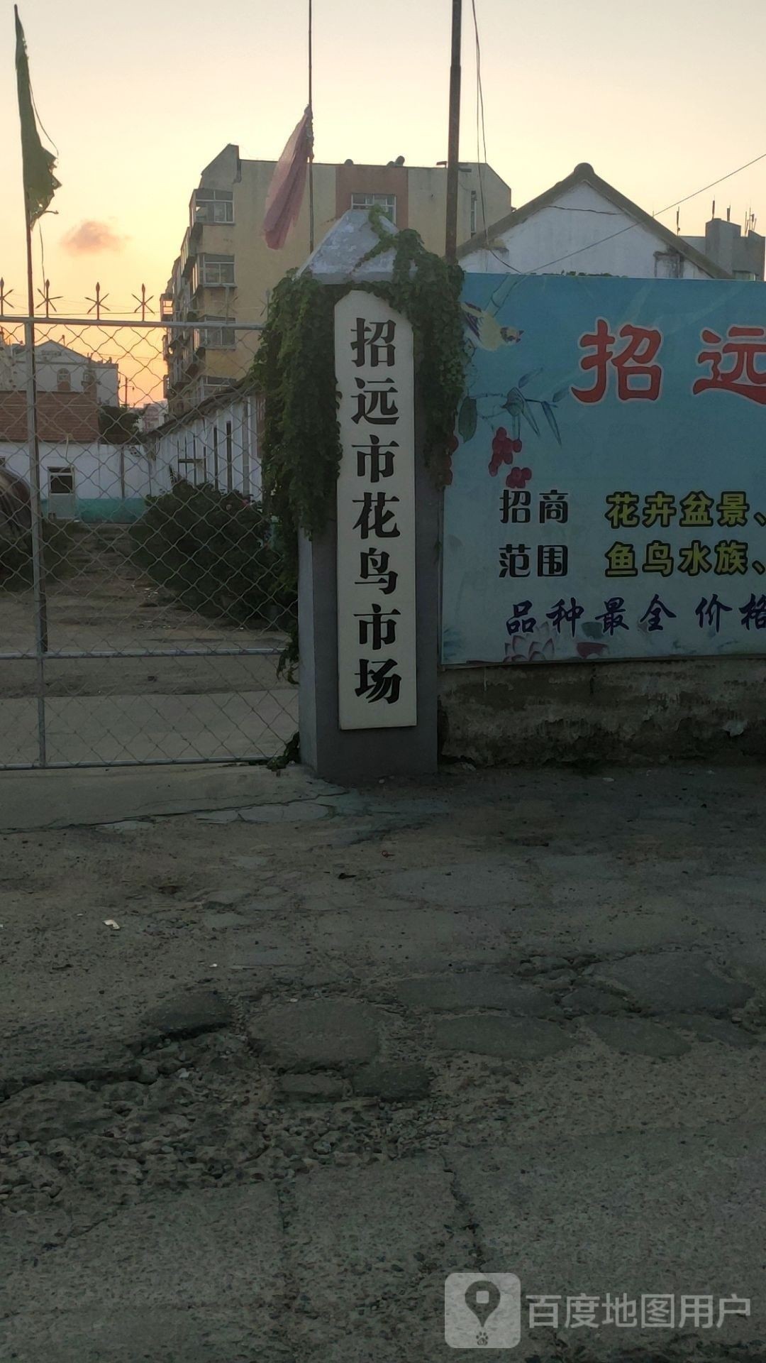 招遠觀賞魚市場（招遠觀賞魚市場的價格如何？）