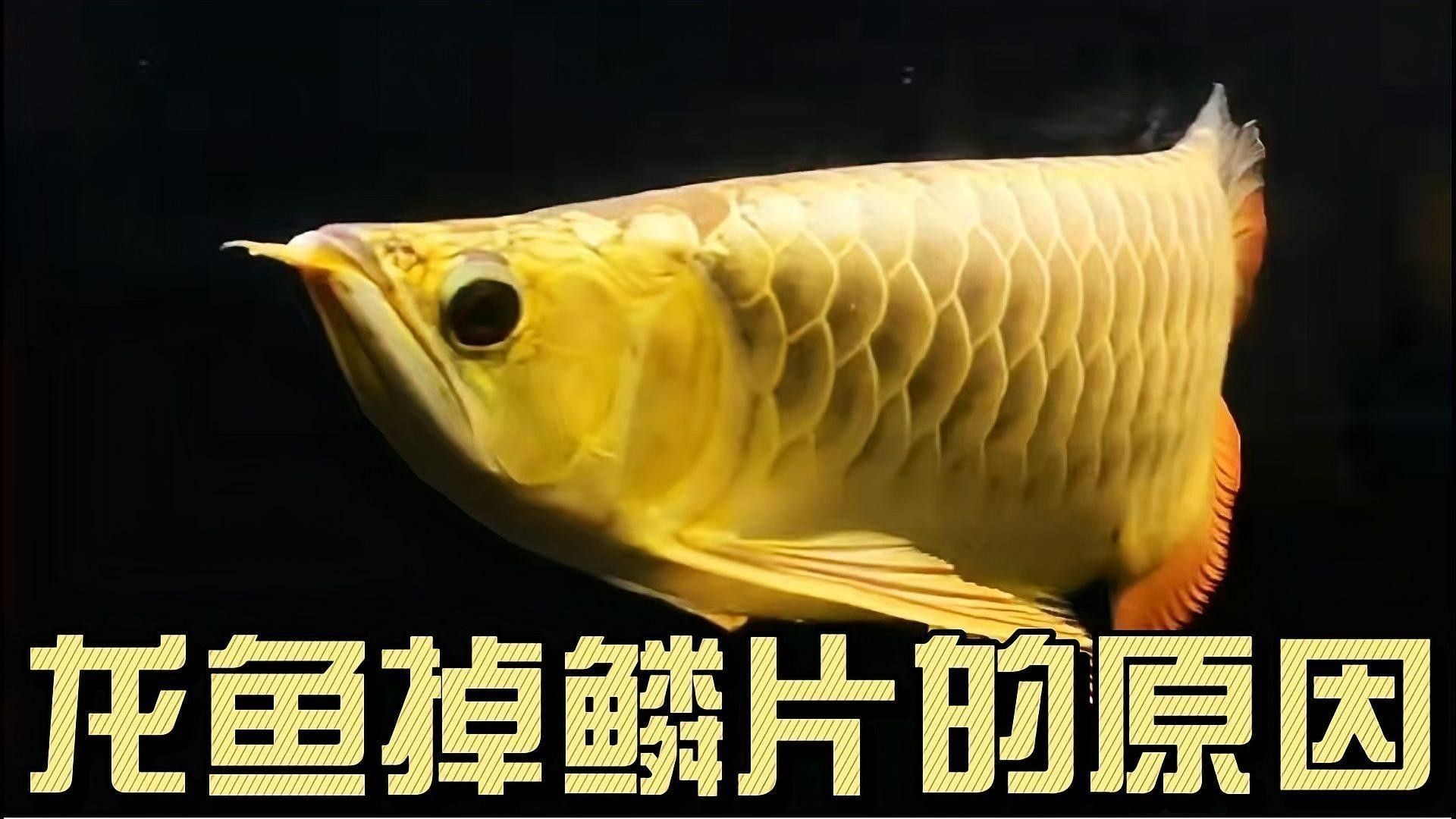 金龍魚鱗片松動會自愈嗎（金龍魚鱗片松動是否會自愈取決于多種因素）