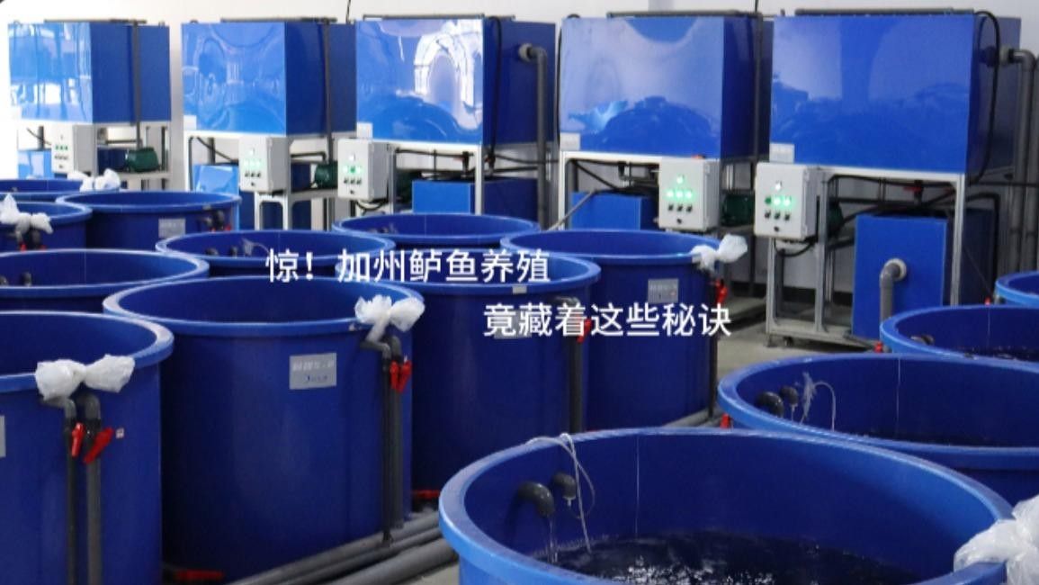 加州鱸的設施化養殖技術有哪些？（加州鱸設施化養殖技術） 加州鱸的設施化養殖技術有哪些？（加州鱸設施化養殖技術） 龍魚百科 第1張
