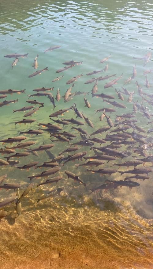 釣魚島龍魚（釣魚島龍魚的生態(tài)以山羊和本地動植物為主，網(wǎng)友：壓根不值錢）