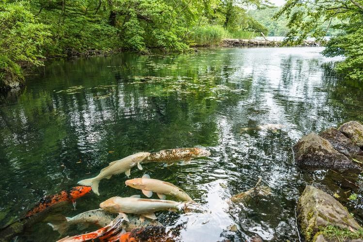 釣魚島龍魚（釣魚島龍魚的生態(tài)以山羊和本地動植物為主，網(wǎng)友：壓根不值錢）