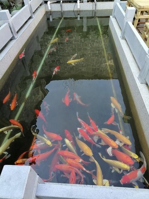 釣魚島龍魚（釣魚島龍魚的生態(tài)以山羊和本地動植物為主，網(wǎng)友：壓根不值錢）