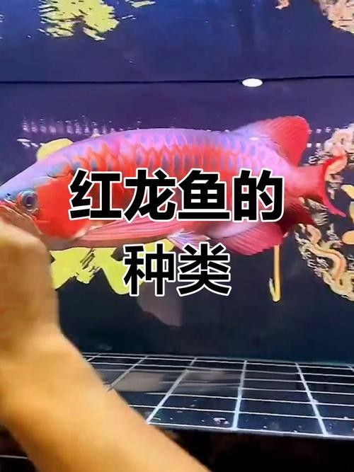 紅龍魚雜交品種有哪些特點(diǎn)（紅龍魚雜交品種的特點(diǎn)）