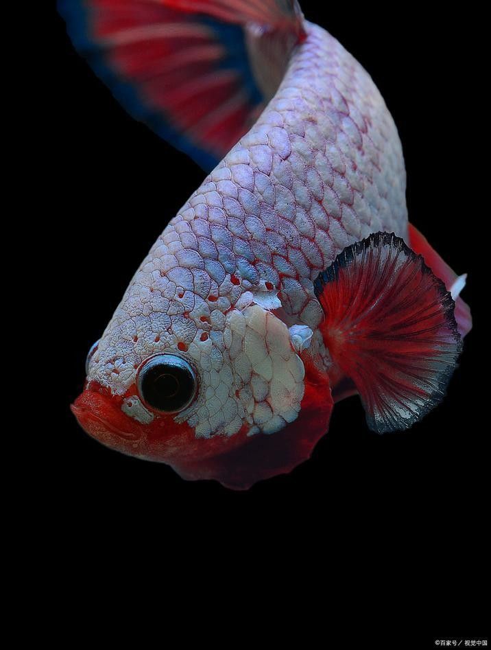 龍魚一會趴缸一會游（印尼紅龍今日頭條龍魚趴缸是什么原因龍魚趴缸是什么原因）