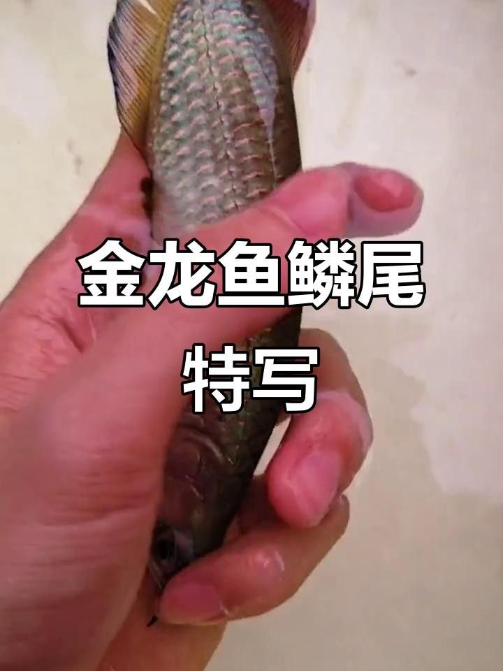 星點龍魚是金龍魚嗎（星點龍魚和金龍魚哪個好養星點龍魚和金龍魚的區別）