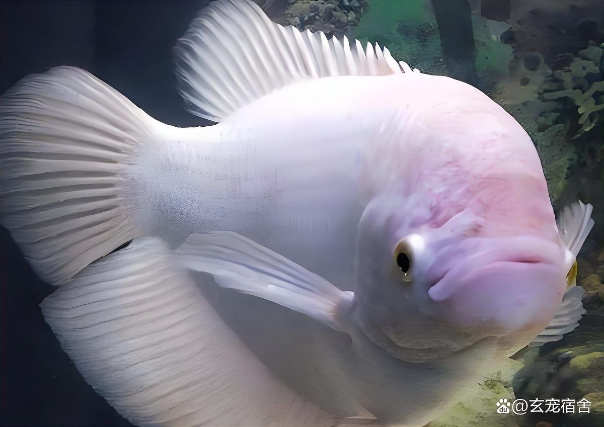 為什么不建議養招財魚 為什么不建議養招財魚 觀賞魚百科 第4張