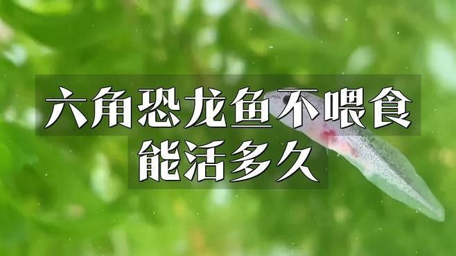 龍魚缸內(nèi)出現(xiàn)白色線蟲問題，龍魚缸內(nèi)出現(xiàn)白色線蟲的問題，龍魚缸內(nèi)出現(xiàn)了白色線蟲怎么辦