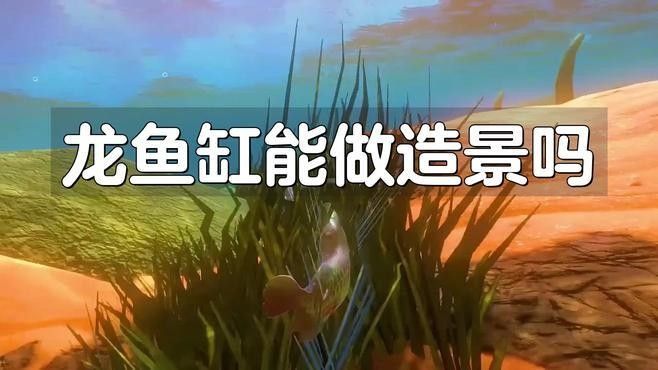 龍魚(yú)造景的步驟是什么？（觀(guān)賞魚(yú)世界龍魚(yú)缸能做造景嗎龍魚(yú)造景的基本步驟） 龍魚(yú)造景的步驟是什么？（觀(guān)賞魚(yú)世界龍魚(yú)缸能做造景嗎龍魚(yú)造景的基本步驟） 龍魚(yú)百科 第1張