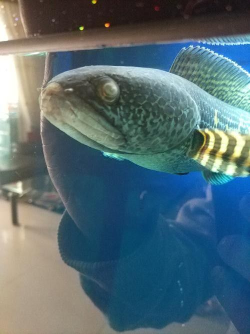 如何判斷雷龍魚眼睛是內蒙還是外蒙