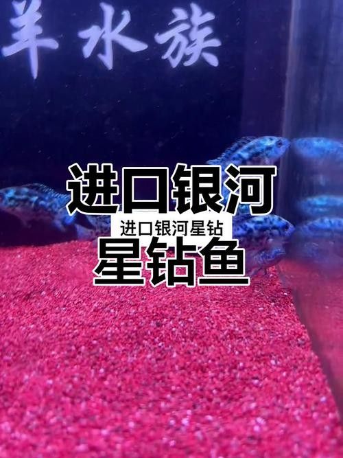 銀河星鉆魚（銀河星鉆魚是什么？）