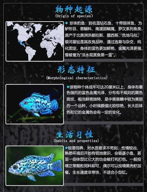 銀河星鉆魚（銀河星鉆魚是什么？）