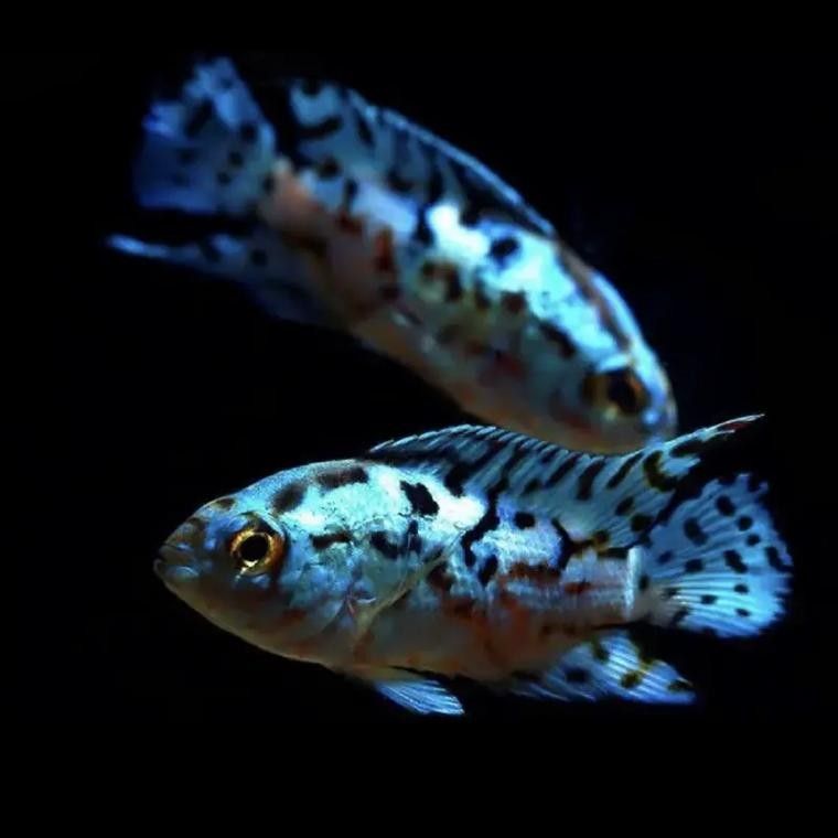 銀河星鉆魚（銀河星鉆魚是什么？）