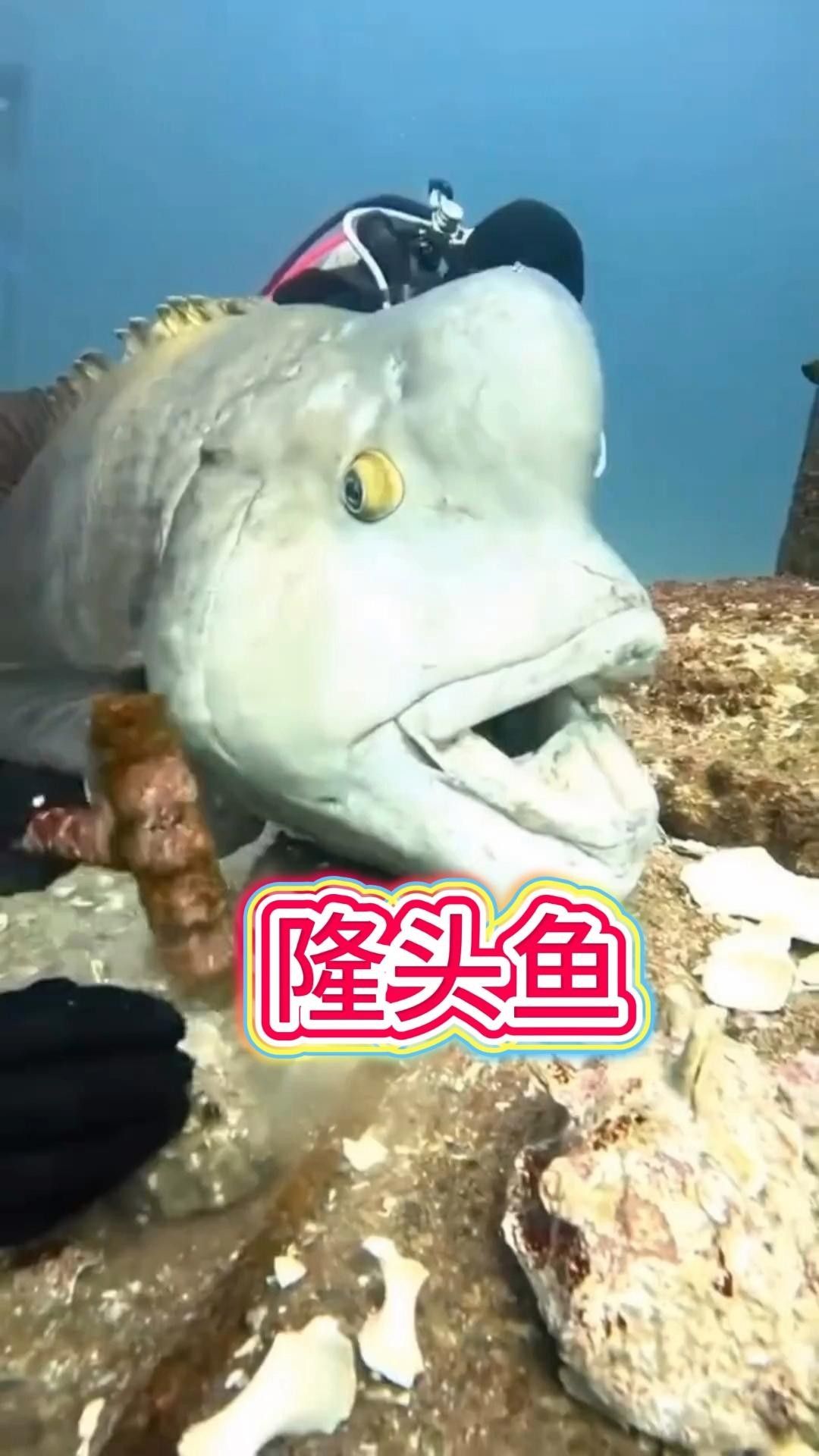 紅綠龍黃花隆頭魚（關于紅綠龍黃花隆頭魚的介紹）