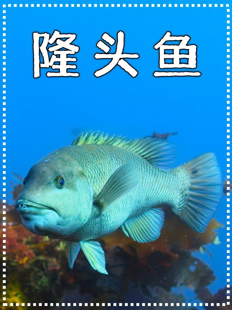 紅綠龍黃花隆頭魚（關(guān)于紅綠龍黃花隆頭魚的介紹）