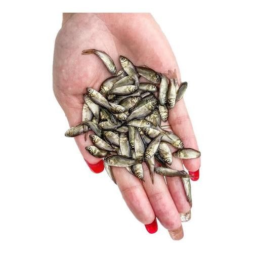 給我推薦一些適合金頭龍魚的飼料（適合金頭龍魚的飼料推薦） 給我推薦一些適合金頭龍魚的飼料（適合金頭龍魚的飼料推薦） 龍魚百科 第6張
