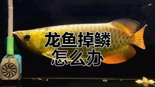如何預防龍魚再次掉鱗？