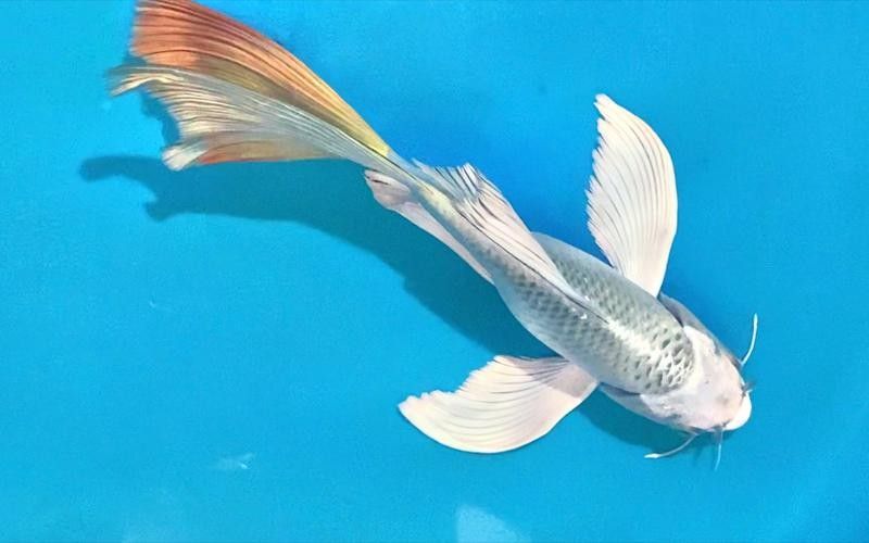 龍鳳魚圖片(龍鳳魚圖片及其特點(diǎn)) 觀賞魚百科 第2張 龍鳳魚圖片(龍鳳魚圖片及其特點(diǎn)) 龍鳳魚圖片(龍鳳魚圖片及其特點(diǎn)) 觀賞魚百科 第2張