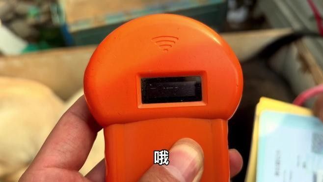 血統(tǒng)證書如何辨別真?zhèn)危浚ㄈ绾舞b別血統(tǒng)證書的真?zhèn)危? title=