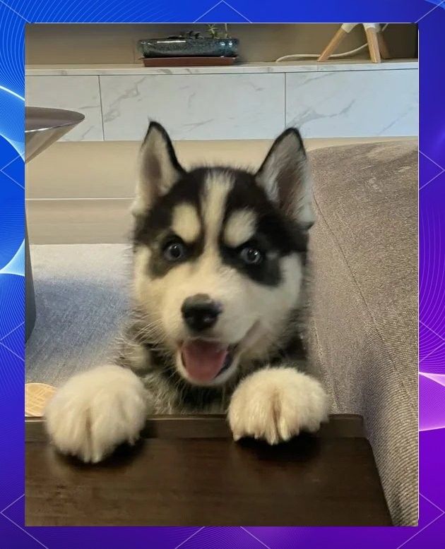 紅龍犬社會化訓練有哪些具體方法（狗狗社會化訓練需要多長時間，紅龍犬社會化訓練攻略） 紅龍犬社會化訓練有哪些具體方法（狗狗社會化訓練需要多長時間，紅龍犬社會化訓練攻略） 龍魚百科 第5張