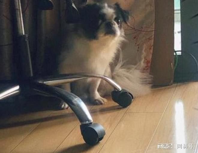 紅龍犬社會化訓練有哪些具體方法（狗狗社會化訓練需要多長時間，紅龍犬社會化訓練攻略） 紅龍犬社會化訓練有哪些具體方法（狗狗社會化訓練需要多長時間，紅龍犬社會化訓練攻略） 龍魚百科 第3張