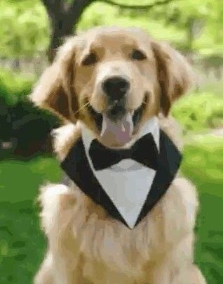 紅龍犬社會化訓練有哪些具體方法（狗狗社會化訓練需要多長時間，紅龍犬社會化訓練攻略） 紅龍犬社會化訓練有哪些具體方法（狗狗社會化訓練需要多長時間，紅龍犬社會化訓練攻略） 龍魚百科 第2張