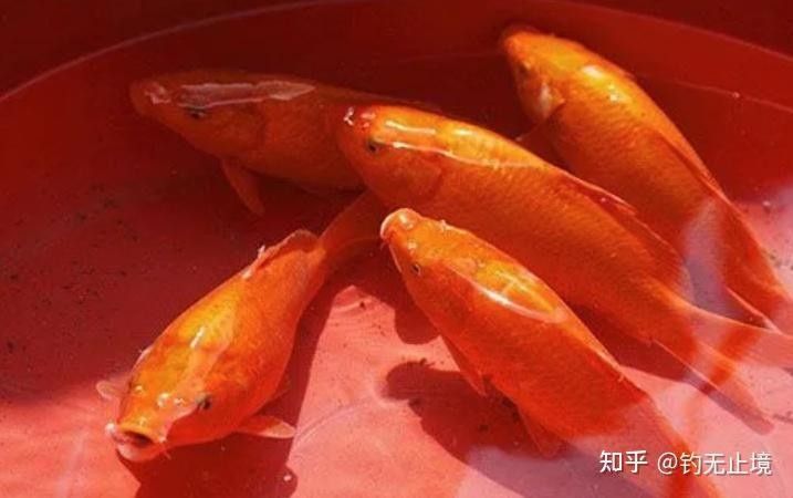 江西婺源什么魚有名