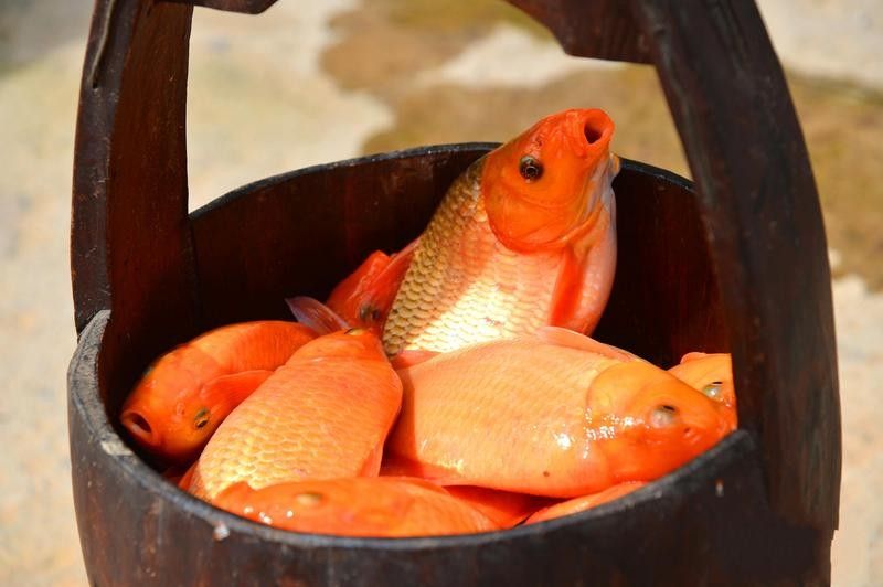江西婺源什么魚有名