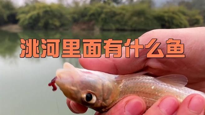 甘肅有什么魚種 甘肅有什么魚種 觀賞魚百科 第2張